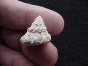  Astraea precursor fossil gastropod shell Brantley pit ap 110 