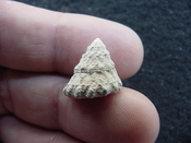  Astraea precursor fossil gastropod shell Brantley pit ap 95 