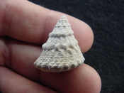  Astraea precursor fossil gastropod shell Brantley pit ap 109 