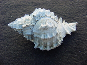  Fossil Muricidae Murex Shell Phyllonotus labelleensis pl2 