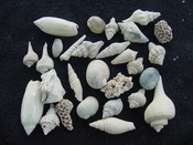  Fossil shell collections small sea shells 25 pieces sp 6 
