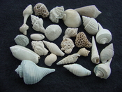  Fossil shell collections small sea shells 25 pieces sp 63 