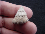 Astraea precursor fossil gastropod shell Brantley pit ap 78 