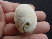  Siphocypraea haleyorum extinct fossil cypraea cowrie shell hr 14 