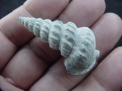  Pyrazisinus scalatus fossil shell gastropod Caloosahatchee ps 14 