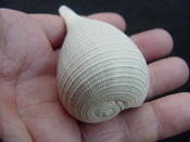  Ficus caloosahatchiensis fragile fossil shell gastropod ff 9 