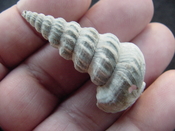  Pyrazisinus scalatus fossil shell gastropod Caloosahatchee ps 8 
