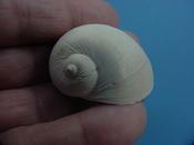  Naticarius plicatella with operculum fossil snail shell af8 