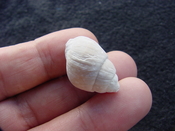  Globinassa schizopyga fossil shell Brantley pit gs 3 