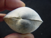  Anodontia alba whole fossil bivalve shell aa 3 