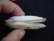  Fossil whole bilvalve shell Solecurtus cumingianus rc4 