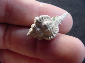  Fossil murex muricidae shell Vokesimurex pahayokee pa3 