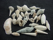  Fossil shell collections small sea shells 25 pieces sp 78 