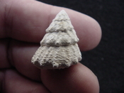  Astraea precursor fossil gastropod shell Brantley pit ap 75 