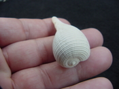  Ficus caloosahatchiensis fragile fossil shell gastropod ff 2 