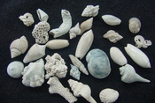  Fossil shell collections small sea shells 25 pieces sp 61 