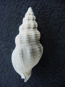  Cymatophos lindae fossil shell gastropod mollusks cl 7 