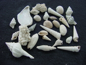  Fossil shell collections small sea shells 25 pieces sp 66 