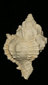  Fossil / Fossilized Muricidae-Murex You Name Special mur55 