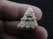  Astraea precursor fossil gastropod shell Brantley pit ap 120 