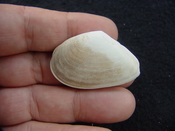  Tellina alternata whole fossil bivalve shell both halves ta3 