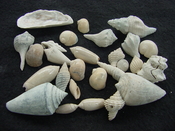  Fossil shell collections small sea shells 25 pieces sp 74 