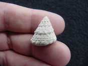  Astraea precursor fossil gastropod shell Brantley pit ap 98 