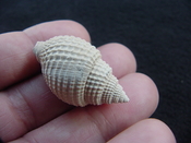  Cancellaria conradiana fossil shell gastropod mollusks ca 12 