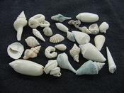  Fossil shell collections small sea shells 25 pieces sp 69 
