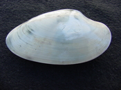  Fossil Macrocallista nimbosa bivallve shell ds2 