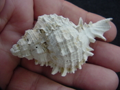  Fossil Muricidae Murex Shell Phyllonotus labelleensis pl10 
