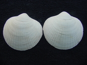  Glycymeris americana fossil bivalve shell ga5 