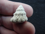  Astraea precursor fossil gastropod shell Brantley pit ap 49 