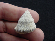  Astraea precursor fossil gastropod shell Brantley pit ap 111 