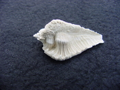  Fossil Subpterynotus cf. textilis murex muricidae st46 