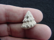  Astraea precursor fossil gastropod shell Brantley pit ap 31 