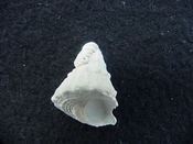  Astraea precursor fossil gastropod shell Brantley pit ap 45 