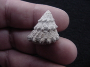  Astraea precursor fossil gastropod shell Brantley pit ap 85 