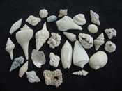  Fossil shell collections small sea shells 25 pieces sp 36 