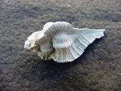  Fossil Subpterynotus cf. textilis murex muricidae st22 