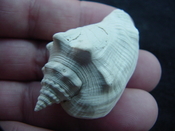 Fossil Strombus aldrichi miocene small rare strombus sa37 