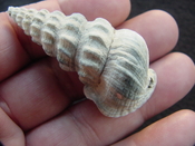  Pyrazisinus scalatus fossil shell gastropod Caloosahatchee ps 21 