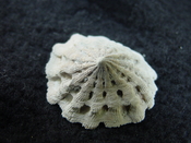  Crucibulum scutellatum fossil gastropod Pinecrest beds cr 7 