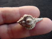  Fossil murex muricidae shell Vokesimurex pahayokee pa13 