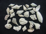  Fossil shell collections small sea shells 25 pieces sp 52 