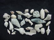  Fossil shell collections small sea shells 25 pieces sp 59 