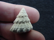  Astraea precursor fossil gastropod shell Brantley pit ap 57 