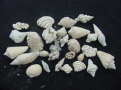  Fossil shell collections small sea shells 25 pieces sp 57 