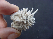  Fossil bivalve shell arcinella cornuta jewel box jb5 