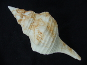  Triplofusus giganteus extra large horse conch gastropod tg 2 